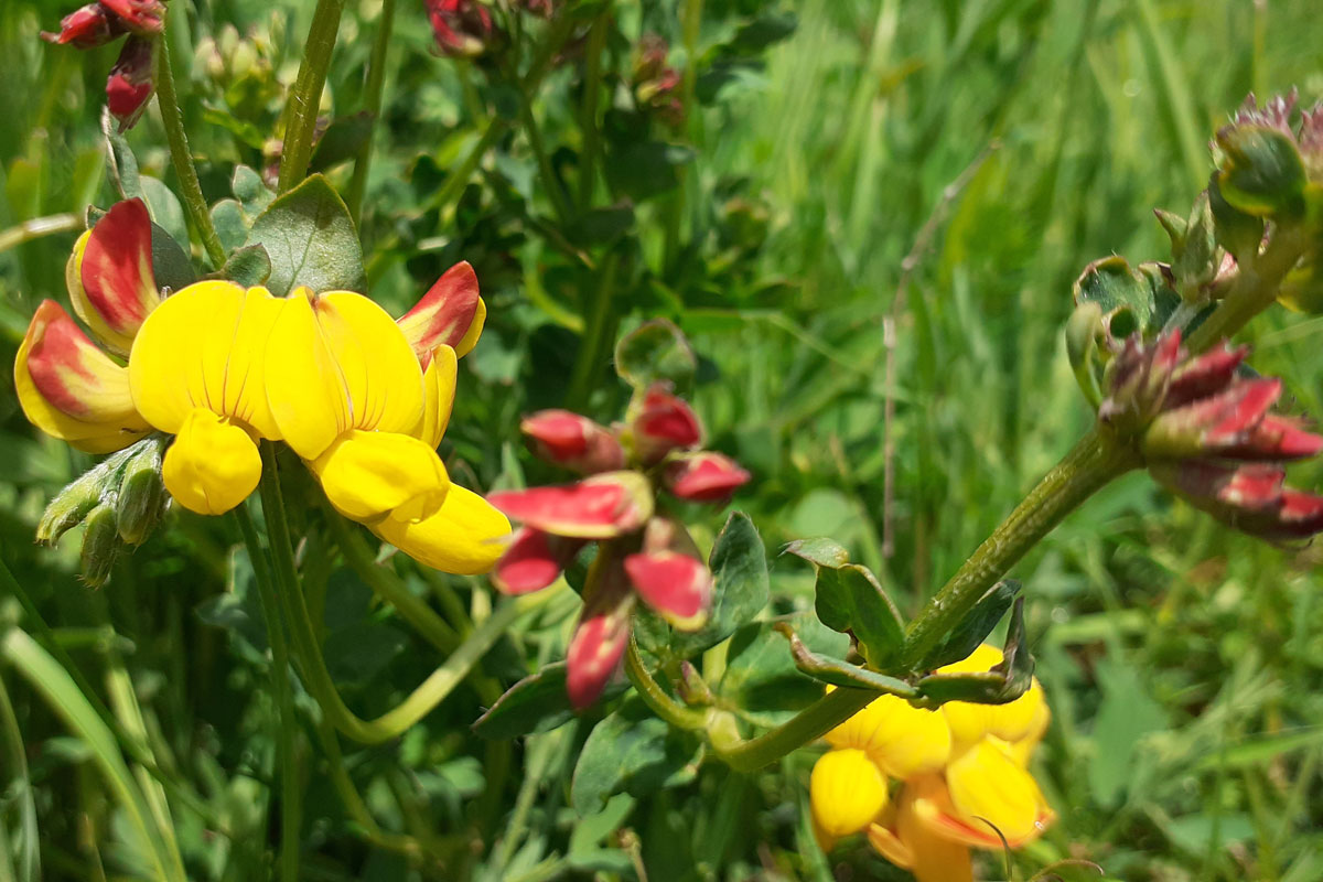 Bird's Foot Trefoil