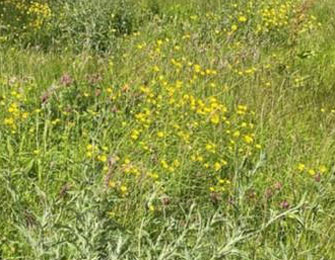 Wildflower meadow at County Hall (Ruthin) in year 2 showing native wildflower species, such as oxeye daisy, common knapweed and red campion, beginning to appear